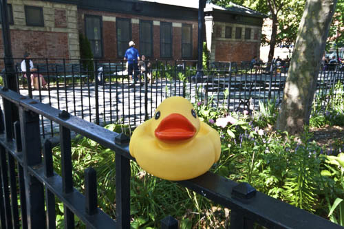 Duck with deep depth-of-field (everything is in focus)
