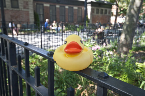 Duck with shallow depth of field